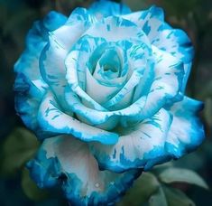 a blue and white rose with green leaves