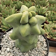 a close up of a plant in a pot with rocks and gravel on the ground