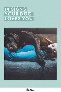 Canines thrive on human companionship and love, so chances are, your pup would hold your hand if he could. Here, 14 signs your dog loves you and is super connected. Belgian Dog, All Types Of Dogs, Can Dogs Eat, American Kennel Club, Pet Safety, Animal Hospital, Dog Show, Australian Shepherd, Four Legged