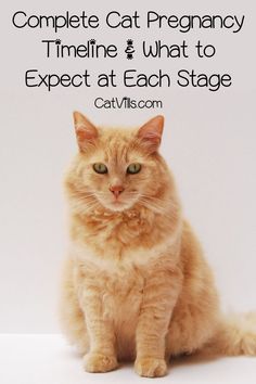 an orange cat sitting on top of a white floor next to the words complete cat pregnancy time and what to expect at each stage