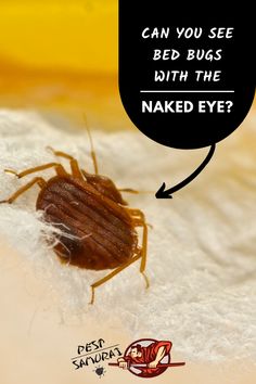 a bed bug with the words can you see bed bugs with the naked eye?