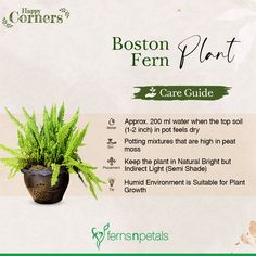 the boston fern plant care guide is displayed in front of a white and green background