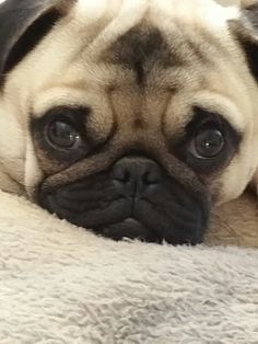 a small pug dog laying on top of a bed