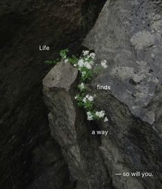 a rock with flowers growing out of it and the words'life finds a way, so will you '