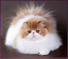 a fluffy orange and white cat sitting on top of a table next to a purple frame