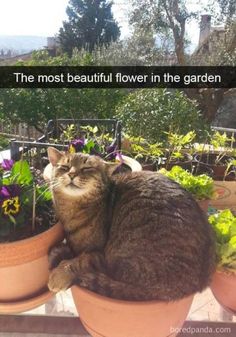 a cat that is laying down in a flower pot with flowers around it and the caption reads, the most beautiful flower in the garden