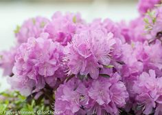 purple flowers are blooming in the garden