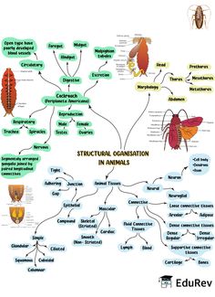 a diagram with different types of bugs and other things in it, including the words structural organization