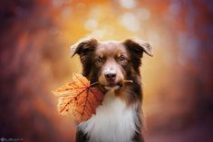 a brown and white dog holding an orange leaf in its mouth while looking at the camera