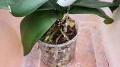 a potted plant with white flowers in it