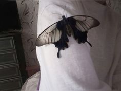 a black and white butterfly sitting on the back of someone's shirt