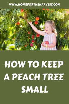 How to keep a peach tree small Flowering Peach Tree, Orchard Ideas, Trees Backyard, Seed Sprouting, Hammock Area, Pioneer Living, Suburban Homestead