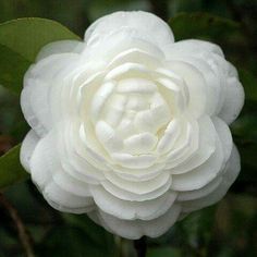 Flower Camellia, Fav Flower, White Camellia, Camellia Japonica, Pure Happiness, Moon Garden, Favorite Flower, White Gardens