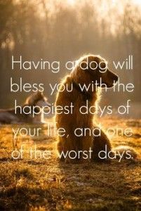 a brown dog sitting on top of a field next to a quote that says, having a dog will blessing you with the happest days of your life and one of the worst days