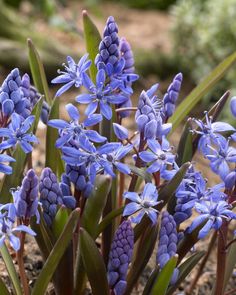 scilla bifolia Scilla Bifolia, Iris Reticulata, Rock Gardens, Planting Bulbs, Ranunculus, Rock Garden, Anemone, Trees