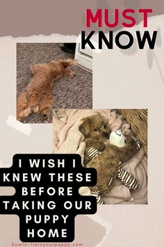 a collage of pictures with the words i wish i knew these before taking our puppy home