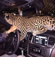 a leopard sitting on the dashboard of a car