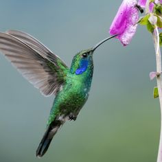 a green hummingbird feeding from a pink flower with its wings spread out and it's mouth open