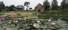 water lilies are blooming in front of a house