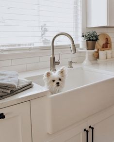 a small white dog sitting in the middle of a kitchen sink next to a window