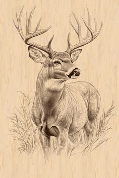 a drawing of a deer with antlers on it's head