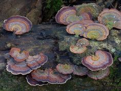 mushrooms growing on the side of a tree trunk