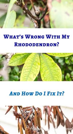 Rhododendron Problems: What's Wrong With My Rhododendron? | Evergreens Rhododendron Problems, Rhododendron Care, Gardening Inside, Plants Under Trees, Types Of Fungi, Decorative Plants, Green Veins, Tree Stumps