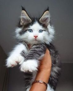 a person holding a kitten in their right hand and looking at the camera with blue eyes