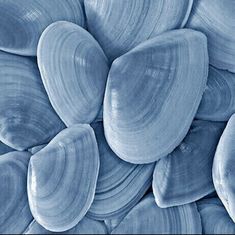 an image of blue seashells that are very close together