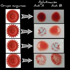 an image of different types of blood