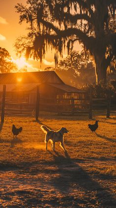 three chickens and two horses in a field at sunset