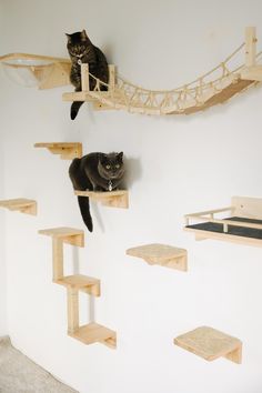 two cats sitting on top of wooden shelves