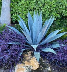 a large blue plant sitting in the middle of some purple plants and rocks with bushes behind it