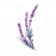 watercolor painting of purple lavender flowers on white background royalty - free stock photo, images and