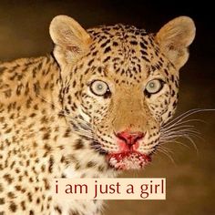 a close up of a leopard with the words i am just a girl on it