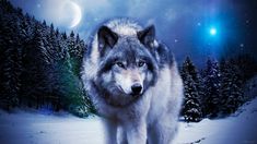 a wolf standing in the middle of a snowy forest at night with stars and moon