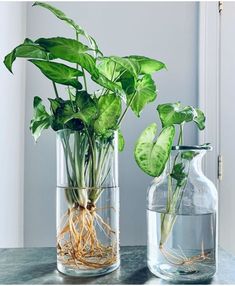 two glass vases with plants in them on a table