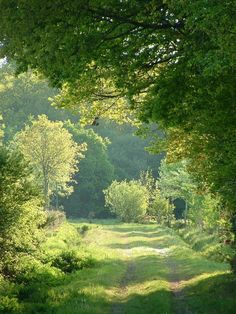 a dirt road surrounded by trees and grass