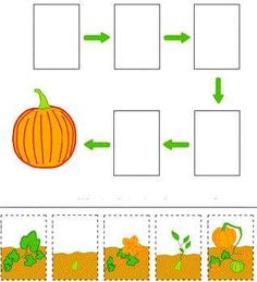 Pumpkins Kindergarten, Pumpkin Unit, Fall Lessons, Fall Kindergarten, Apple Theme, Fall Preschool, Kindergarten Science