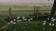 white flowers are growing in the grass near a wooden fence and a large field behind it