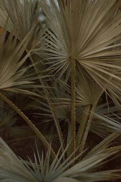 some very pretty looking plants with long thin leaves