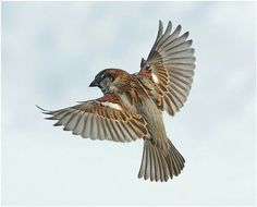 a bird flying through the air with its wings spread