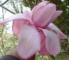 a pink flower is being held up by someone's hand in front of some trees