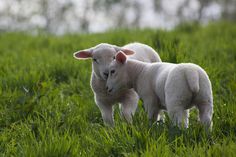 two lambs are standing in the grass together