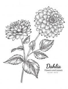 dahl flower with leaves and budding on white background, hand drawn illustration in vintage engraving style