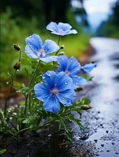 some blue flowers sitting on the side of a wet road