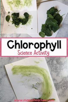 the science activity for children to learn how to use chlorophyl and spinach