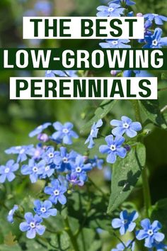 blue flowers with the words, the best low - growing perennials on it's side