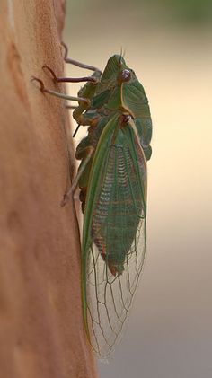 a large green insect hanging from the side of a wall