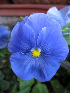 blue flowers with green leaves in the background